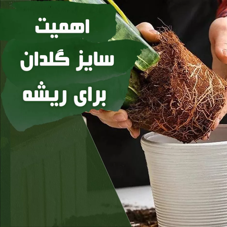 سایز-گلدان-برای-ریشه